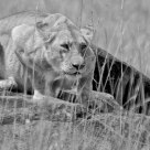 lionne